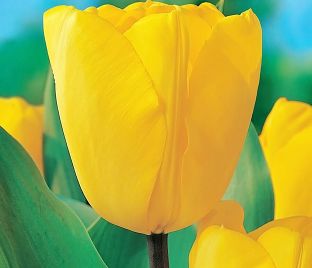 Тюльпан Голден Оксфорд (Tulipa Golden Oxford)