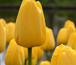 Тюльпан Голден Парад (Tulipa Golden Parade) — фото 1