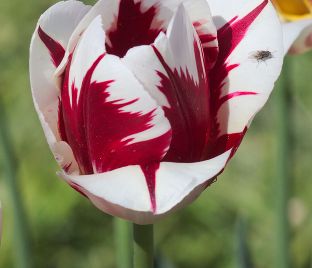 Тюльпан Гранд Перфекшн (Tulipa Grand Perfection) — фото 1