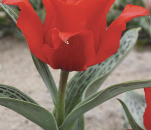 Тюльпан Гранд Престиж (Tulipa Grand Prestige) — фото 1