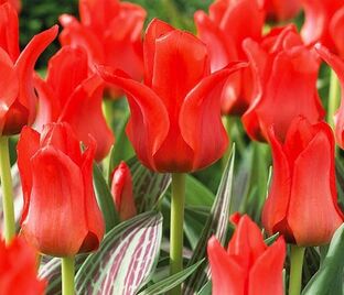 Тюльпан Грейга Красный (Tulipa Greigii Red) — фото 1