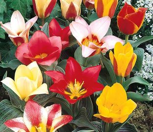 Тюльпан Грейга Микс (Tulipa Greigii Mix) — фото 1