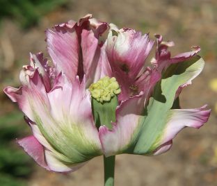Тюльпан Грин Вейв (Tulipa Green Wave) — фото 1