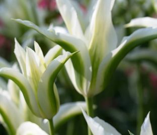 Тюльпан Грин стар (Tulipa Green star) — фото 1