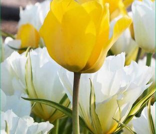 Тюльпан Деликэйт (Tulipa Delicate) — фото 1