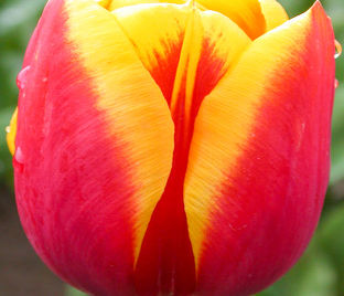 Тюльпан Денмарк (Tulipa Denmark) — фото 1
