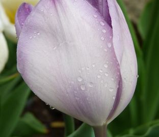 Тюльпан Джакуззи (Tulipa Jacuzzi) — фото 1