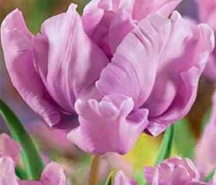 Тюльпан Джеймс Ласт (Tulipa James Last) — фото 1