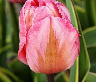 Тюльпан Дизайн Импрешн (Tulipa Design Impression) — фото 1
