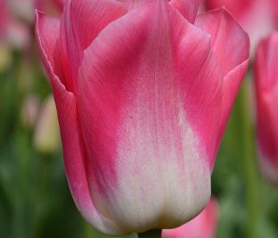 Тюльпан Династия (Tulipa Dynasty) — фото 1