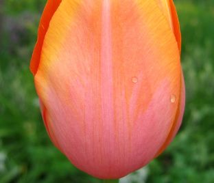 Тюльпан Дордонь (Tulipa Dordogne) — фото 1