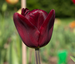 Тюльпан Жан Руи (Tulipa Jan Reus) — фото 1