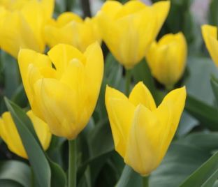 Тюльпан Йеллоу Пуриссима (Tulipa Yellow Purissima) — фото 1