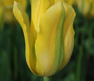 Тюльпан Йеллоу Спринггрин (Tulipa Yellow Springgreen) — фото 1