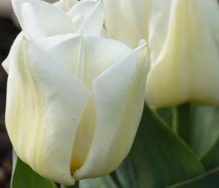 Тюльпан Калгари (Tulipa Calgary) — фото 1