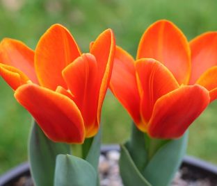 Тюльпан Калипсо (Tulipa Calypso) — фото 1