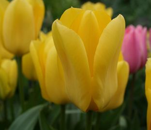 Тюльпан Кандела (Tulipa Candela)