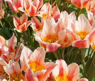Тюльпан Квебек (Tulipa Quebec) — фото 1