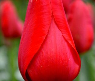 Тюльпан Кингсблад (Tulipa Kingsblood) — фото 1