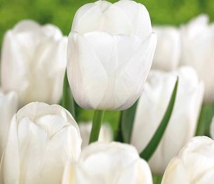 Тюльпан Клиаруотер (Tulipa Clearwater) — фото 1