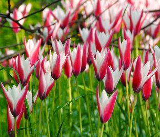 Тюльпан Клузиуса Пепперминт Стик (Tulipa clusiana Peppermint Stick) — фото 1