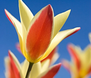 Тюльпан Клузиуса Синтия (Tulipa clusiana Cynthia) — фото 1