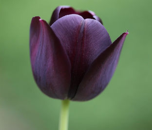 Тюльпан Куин оф Найт (Tulipa Queen of Night) — фото 1