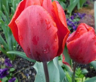 Тюльпан Кулёр Кардиналь (Tulipa Couleur Cardinal) — фото 1