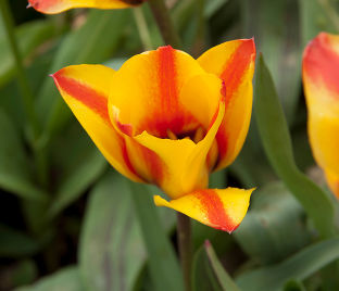 Тюльпан Кэйп Коуд (Tulipa Cape Cod) — фото 1