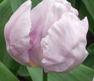 Тюльпан Кэнди Принц (Tulipa Candy Prince) — фото 1