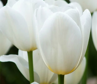 Тюльпан Кэтрин (Tulipa Catherina) — фото 1
