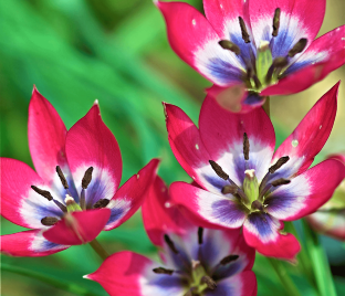 Тюльпан Литтл Бьюти (Tulipa Little Beauty) — фото 1