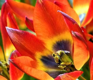 Тюльпан Литтл Принцесс (Tulipa Little Princess) — фото 1