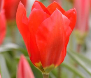 Тюльпан Мадам Лефебер (Tulipa Madame Lefeber) — фото 1
