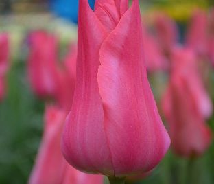 Тюльпан Мариетта (Tulipa Mariette) — фото 1