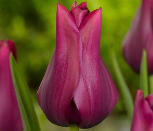 Тюльпан Мерло (Tulipa Merlot) — фото 1