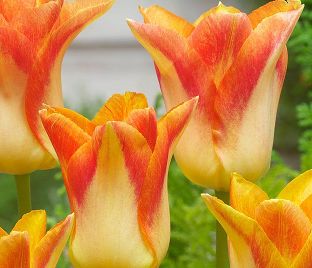Тюльпан Мунблаш (Tulipa Moonblush) — фото 1