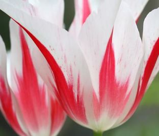 Тюльпан Мэрилин (Tulipa Marilyn) — фото 1
