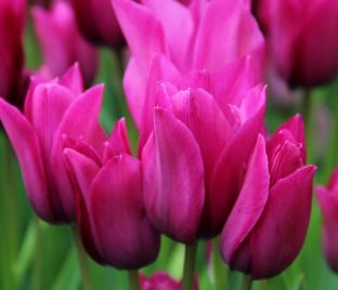 Тюльпан Найт Клаб (Tulipa Night Club) — фото 1