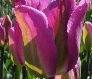 Тюльпан Найтрайдер (Tulipa Nightrider) — фото 1