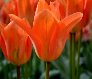 Тюльпан Оранж Эмперор (Tulipa Orange Emperor) — фото 1