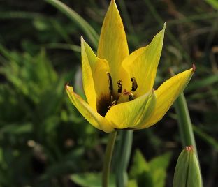 Тюльпан Орфанида Флава (Tulipa orphanidea Flava) — фото 1