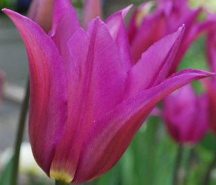 Тюльпан Пёрпл Дрим (Tulipa Purple Dream) — фото 1