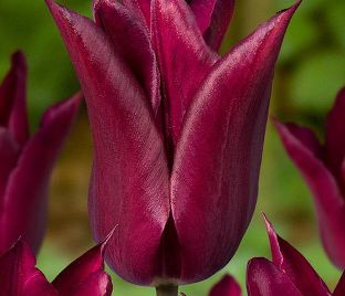 Тюльпан Пёрпл Хёрт (Tulipa Purple Heart)