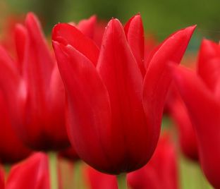Тюльпан Питер де Люр (Tulipa Pieter de Leur) — фото 1
