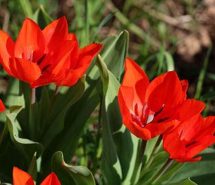 Тюльпан превосходящий Фюзилье (Tulipa praestans Fusilier) — фото 1
