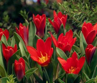 Тюльпан Принцепс (Tulipa Princeps) — фото 1