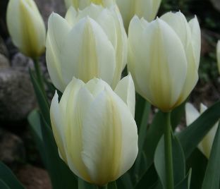 Тюльпан Пуриссима (Tulipa Purissima) — фото 1