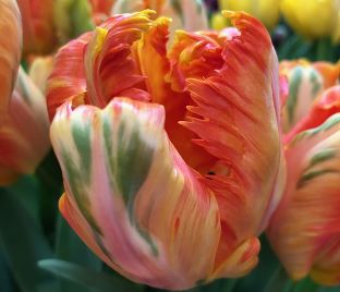 Тюльпан Пэррот Кинг (Tulipa Parrot King) — фото 1