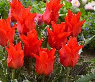 Тюльпан Ред Ридинг Худ (Tulipa Red Riding Hood) — фото 1